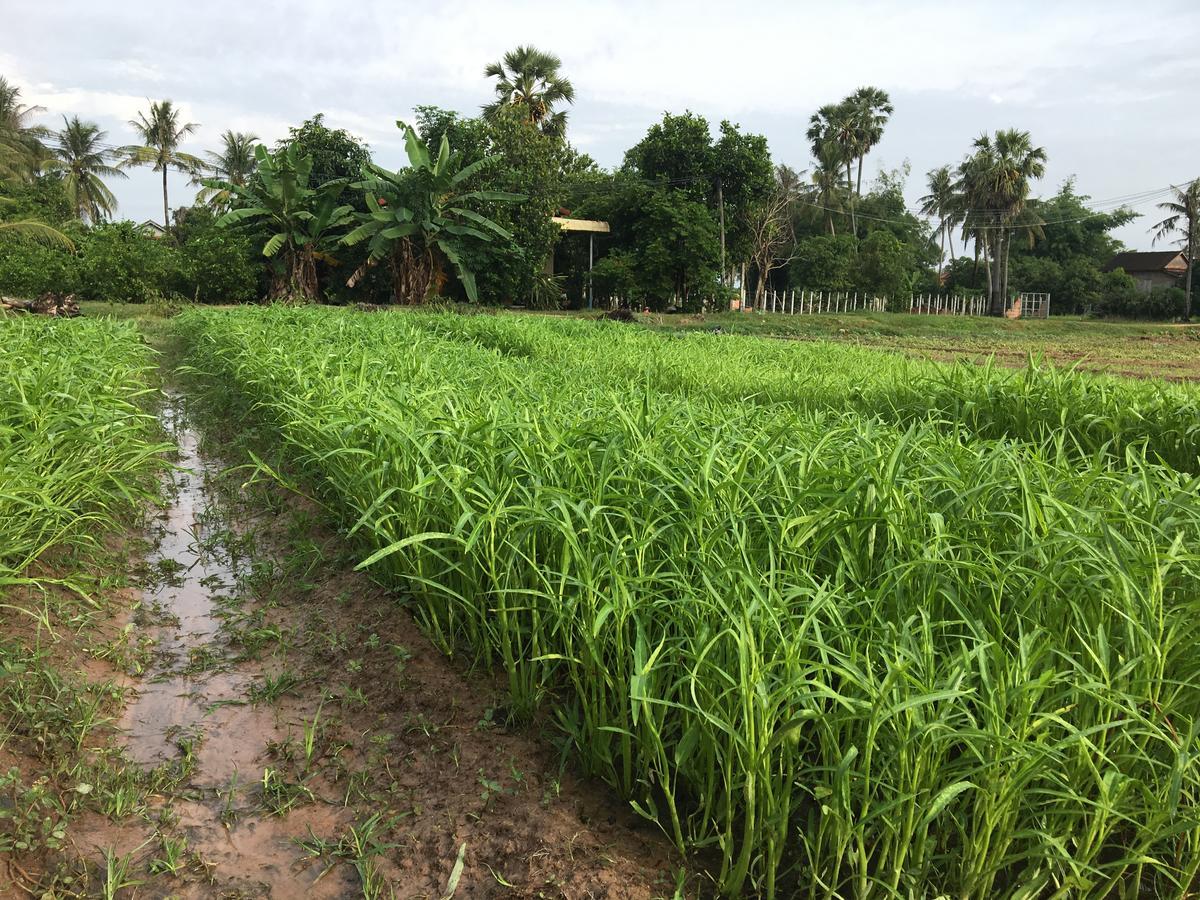 Green Life Cottage Siem Reap Bagian luar foto
