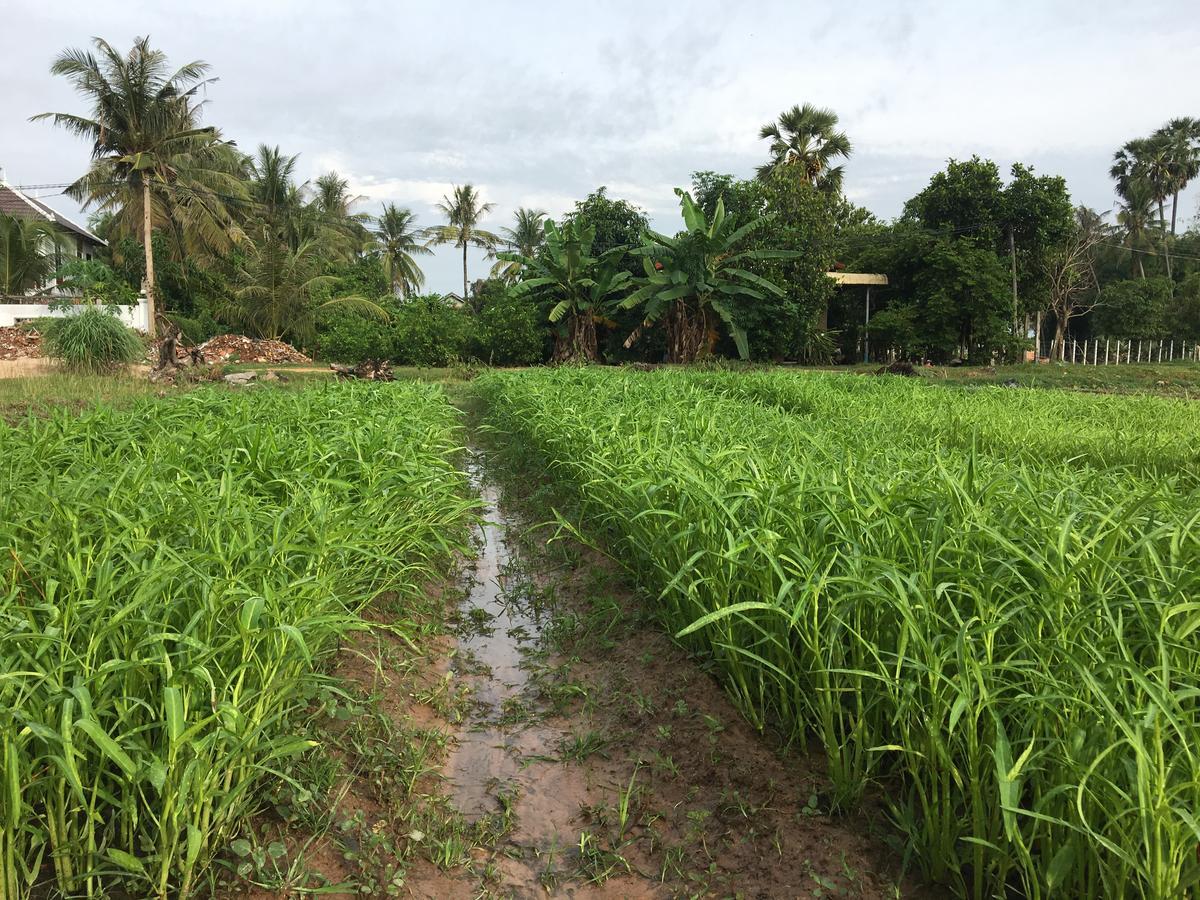 Green Life Cottage Siem Reap Bagian luar foto