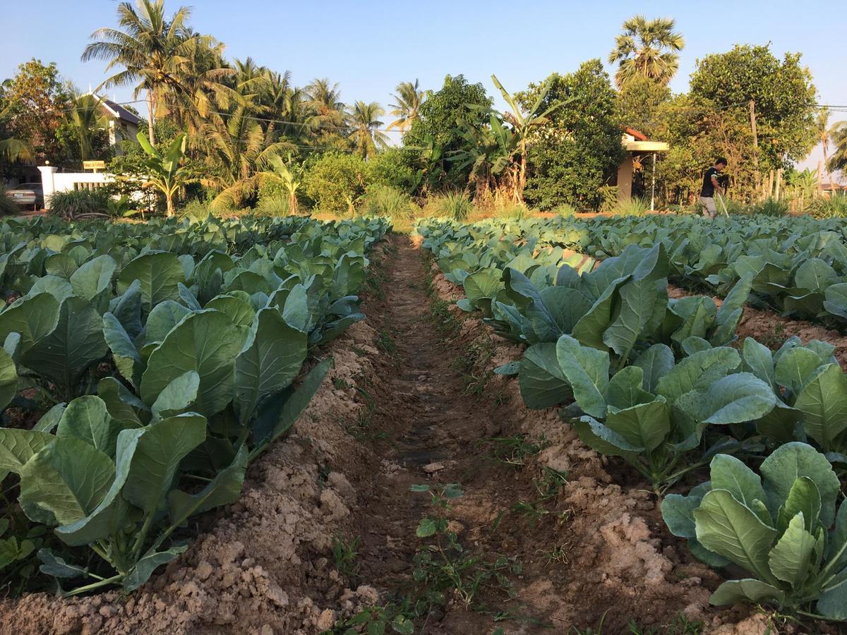 Green Life Cottage Siem Reap Bagian luar foto