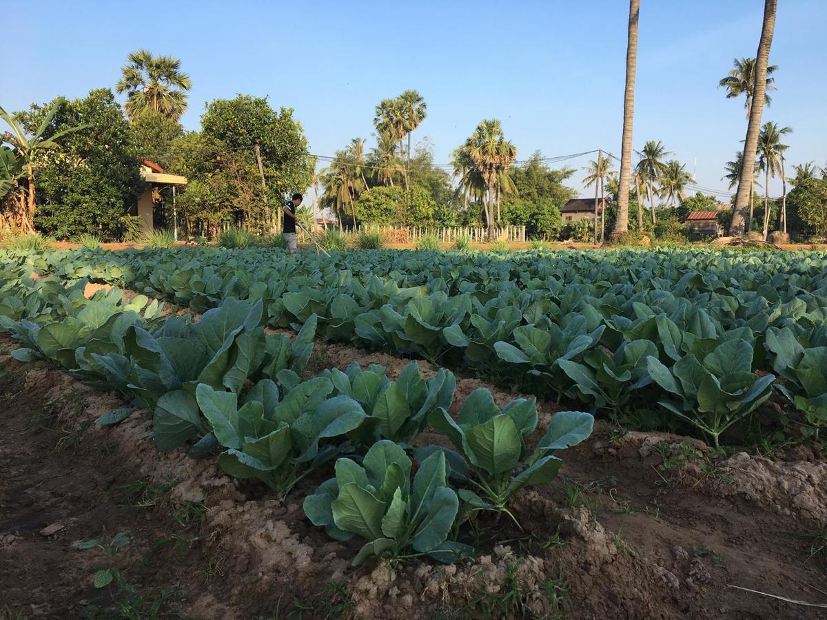 Green Life Cottage Siem Reap Bagian luar foto