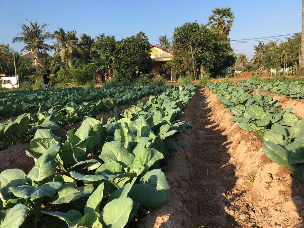 Green Life Cottage Siem Reap Bagian luar foto